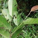 Cleistanthus ripicola Hoja
