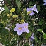 Thunbergia laurifolia Blomst