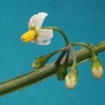 Solanum nigricans Flor
