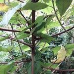 Abelmoschus moschatus Coajă