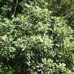 Aglaia elaeagnoidea Natur