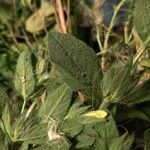 Ruellia humilis Leaf