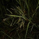 Panicum aquaticum Fruit