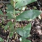 Hedychium coronarium Levél