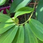 Tapeinochilos ananassae Leaf