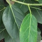 Ficus benghalensis Blad