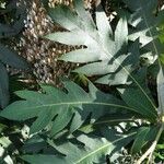 Bocconia frutescens Blatt