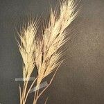 Bromus fasciculatus