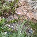 Volutaria tubuliflora Hoja