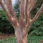 Vachellia xanthophloea Bark