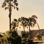 Washingtonia filifera برگ