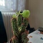 Cereus jamacaru Kůra
