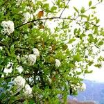 Viburnum prunifolium Deilen