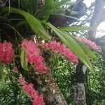 Rodriguezia lanceolata Flower
