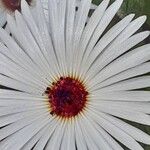 Cleretum bellidiforme Fleur
