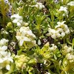 Galium megalospermum Flower