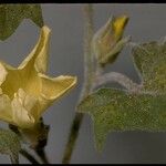 Calystegia malacophylla Flor
