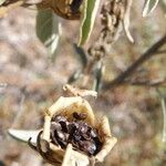 Solanum hindsianum Frukto