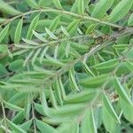 Indigofera suffruticosa ഇല