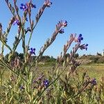 Anchusa azurea Mill.Flower