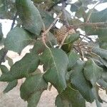 Quercus suber ഇല