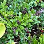 Chimaphila umbellata Folha