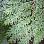 Thuja plicataبرگ