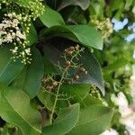 Ehretia tinifolia Fruto