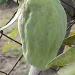 Araujia sericifera Frucht