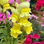 Antirrhinum latifolium Flor