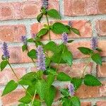 Agastache foeniculumFolla