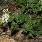 Ageratina herbacea Cvet