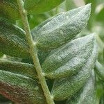 Oxytropis campestris Bark