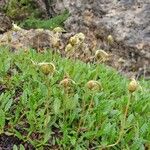 Dryas octopetala Plod