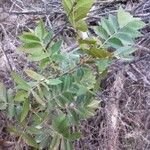 Juglans californica Fuelha