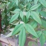 Nandina domesticaFoglia