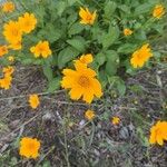 Coreopsis auriculata Kvet