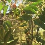 Cassia abbreviata Leaf