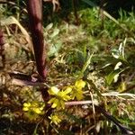 Jacobaea aquatica Flor