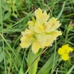 Dactylorhiza sambucina Blomst