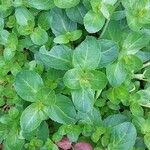 Mimulus ringens Blad