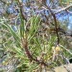 Pinus edulis Hoja
