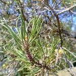 Pinus edulis Feuille