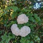 Viburnum macrocephalumKvět