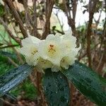 Rhododendron lacteum Fleur