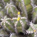 Euphorbia polyacantha Kwiat