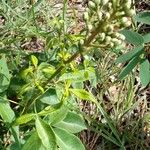 Lithraea molleoides Flor