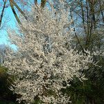 Prunus fruticosa Агульны выгляд