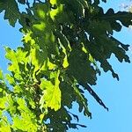 Quercus × rosacea Hoja