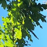 Quercus × rosacea Blad